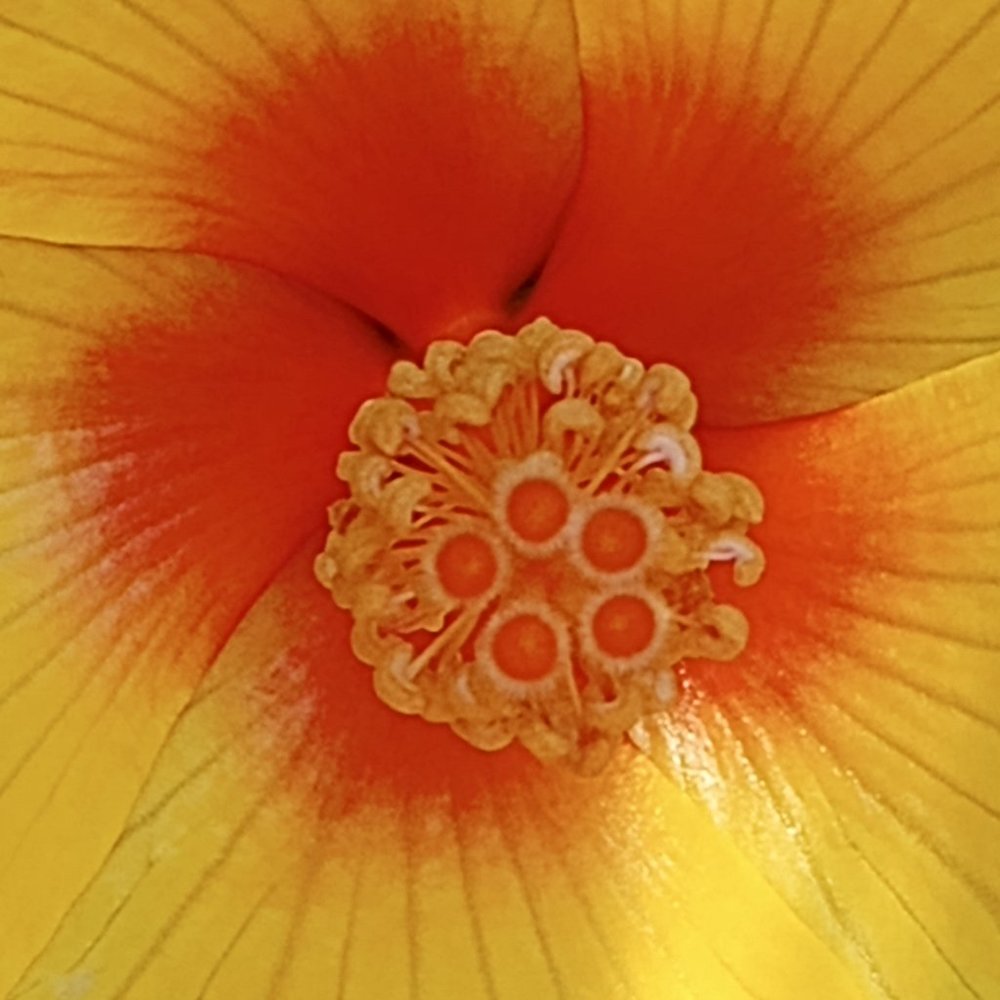 Meet your Posher, Okami